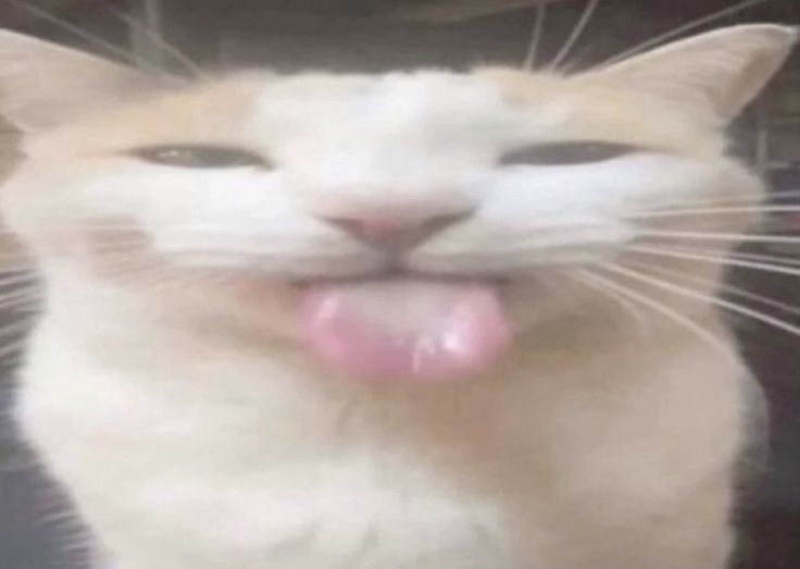 esthatice's tweet image. WhatsApp to: Kak Senja Manajemen

: Kak, maaf ya tadi ketiduran
: Harusnya aku ngasih tip karena udah jadi bantal yang empuk dan baik
: (sent a sticker)

@nirwasena