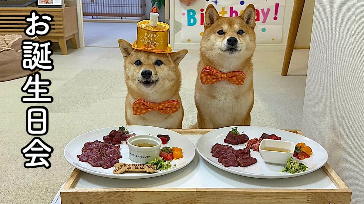 柴犬Nomi (@nomi_210731) • Instagram photos and videos, image size:1200x675