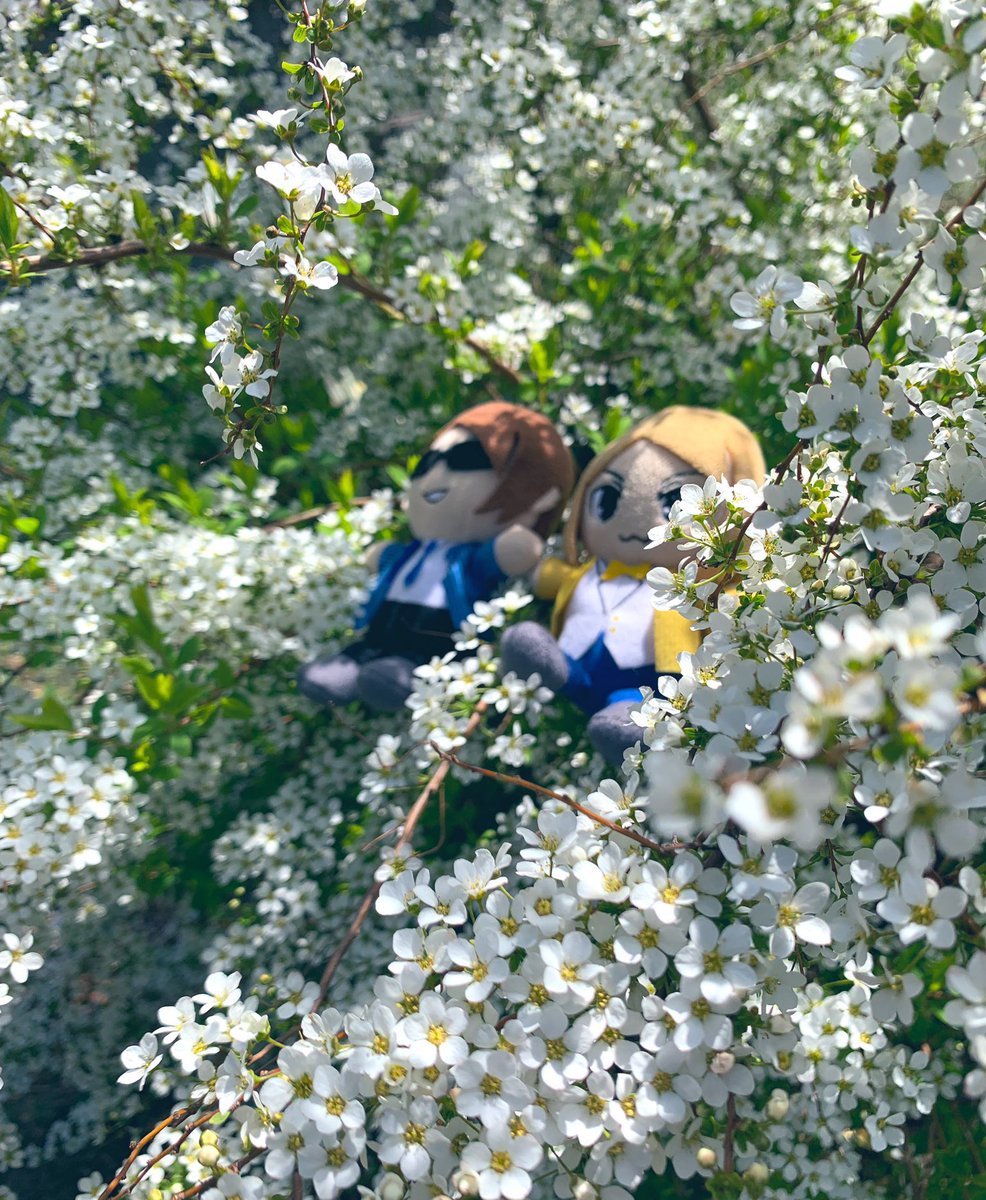 zathuyo_gakari's tweet image. 🌷
 #MSSP横アリフォトコン