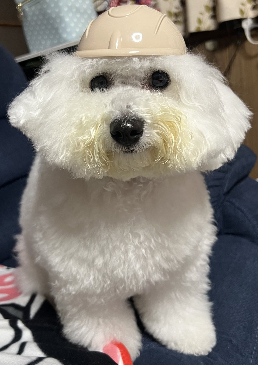 ma9svt's tweet photo. 君は天国よりも美しい1話から泣ける😭😭
お空組のわんこの話も出てきて、号泣しすぎた🐶
だから愉快な愛犬を見て落ち着き���し中🤗
長生きしてね❤️❤️ https://t.co/zLkUqm0uwZ