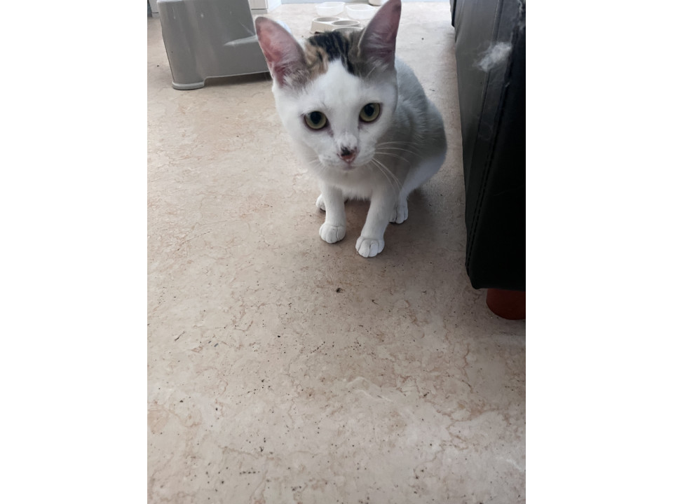 綺麗な三毛猫
広島県 ♀ 生後1才2ヶ月 のネコちゃんです。
 #猫の里親募集 #広島県
詳細：neko-jirushi.com/foster/224802/
写真：