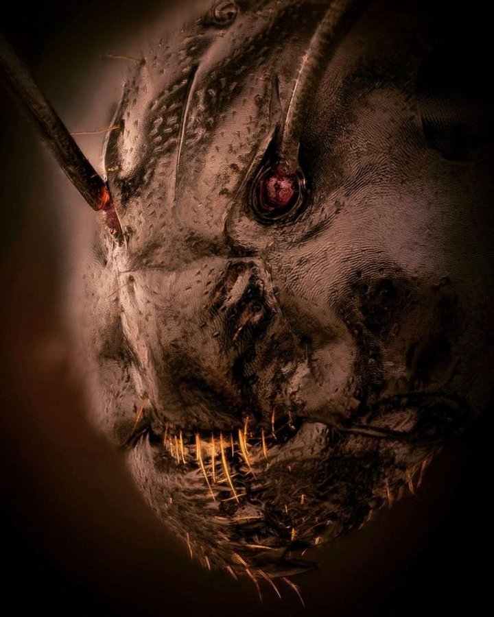 Looking at the world through a microscope 🧵 

1. Terrifying photo of an ant's face