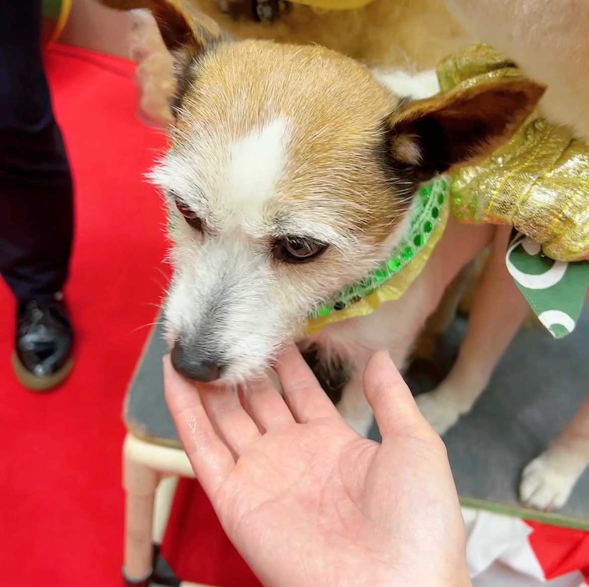 今日御一緒した
ザッ友の皆様🤝
ありがとうございました💓

八日市は少し
寒かったけど
めちゃくちゃ楽しかったです😊

ショー中ノリノリで
ふれあいも嬉しそうにする
おじいちゃんを見て
益々心がホッコリしました😊
楽しい1日でしたෆ⸝⸝꙳

#わんわんサーカス
#わんわん大サーカス