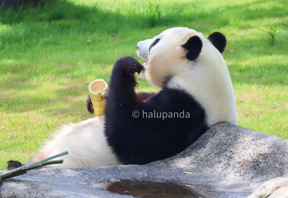 結ちゃんのぷくぷくほっぺ😊❤️
#結浜 #アドベンチャーワールド