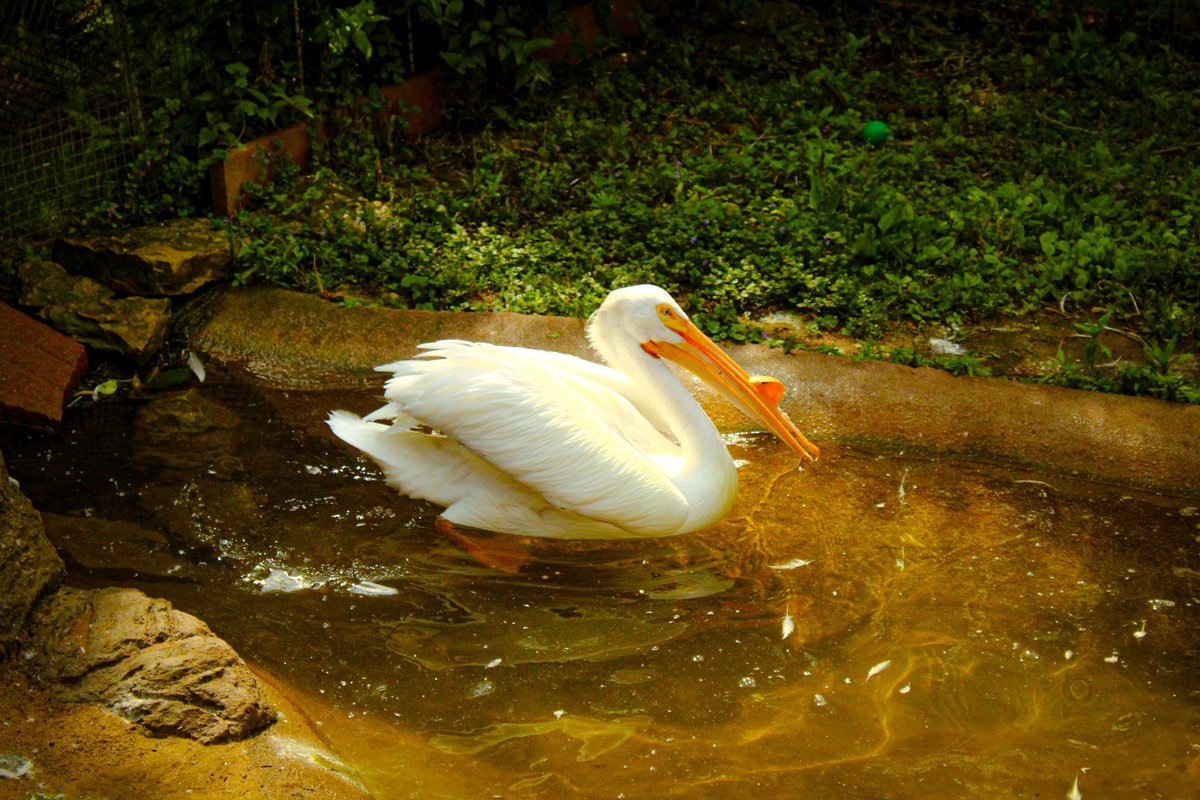 NEWZOOGB's tweet photo. Did you know that a pelican's bill can hold up to THREE gallons of water?? 😮 American white pelicans scoop fish up while swimming; then they tip their heads forward to drain the water out before swallowing their meal. https://t.co/cboZa8Owcu
