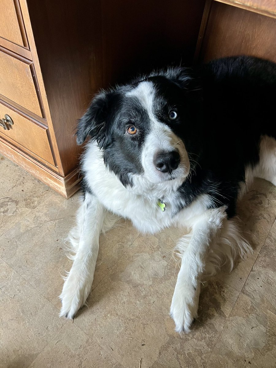 My big beautiful boy!! <a href="/DogsOfTurf/">Dogs Of Turf</a> <a href="/_XDogs/">𝕏 Dogs</a>