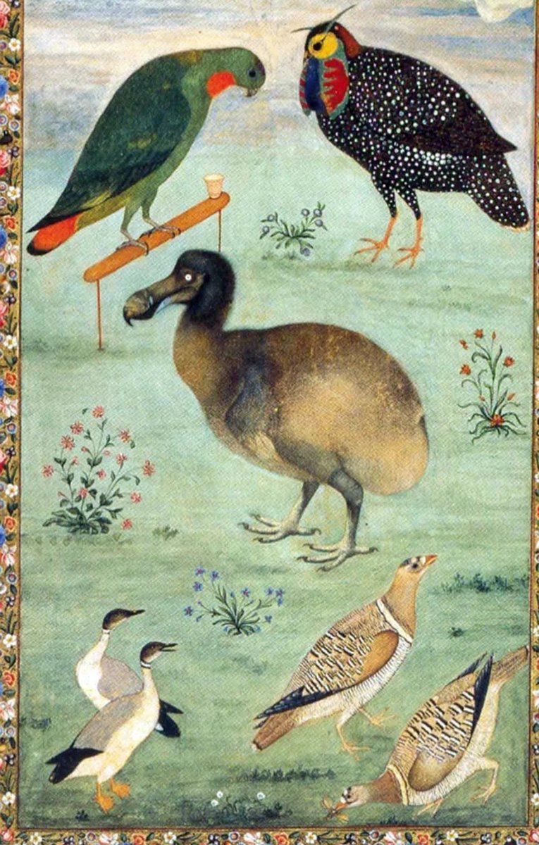 The Royal Mughal Dodo

In 1958, a group of Soviet ornithologists stumbled across something extraordinary in the vaults of the Hermitage Museum in St Petersburg: a Mughal painting of a dodo. Attributed to Ustad Mansur, it quickly caused an academic frenzy.