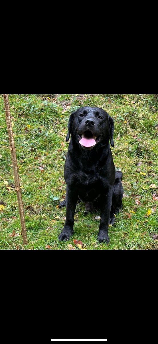 Steve Dyson tweet media