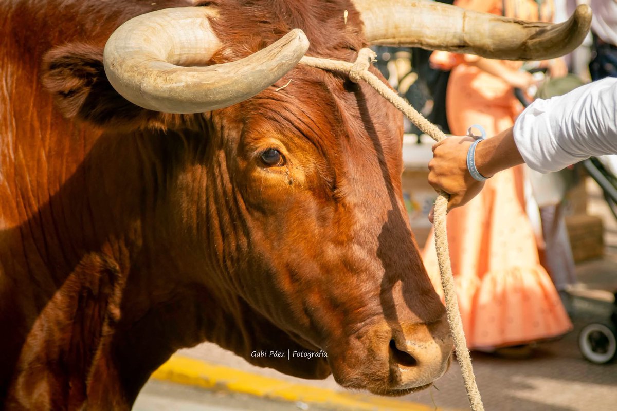 Los bueyes volvieron a la Romería de San Isidro 2025