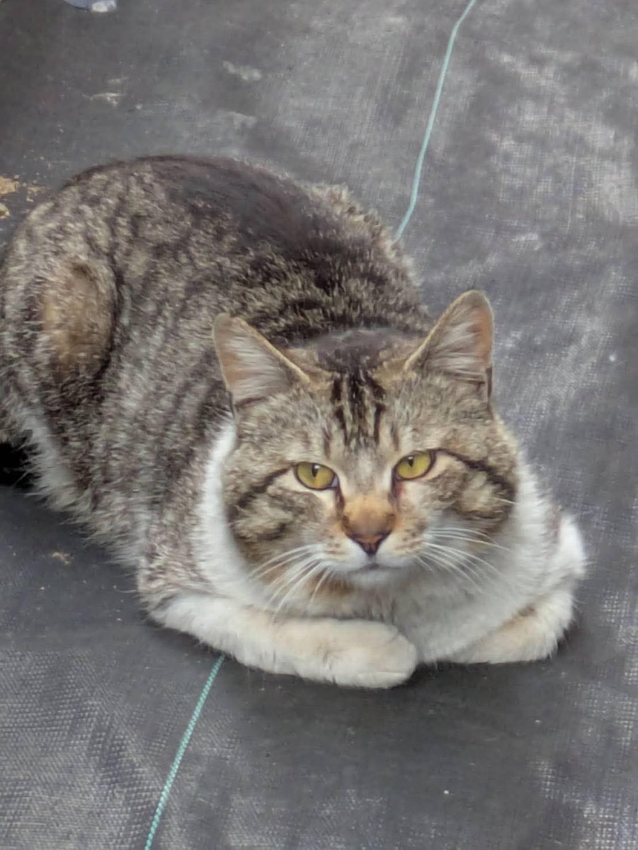 迷い猫のお知らせです

北本市中丸(不二家さん裏近辺)で迷子になっています。
心当たりある方は連絡お願い致します(　߹꒳​߹ )

 #ねこ
 #迷い猫