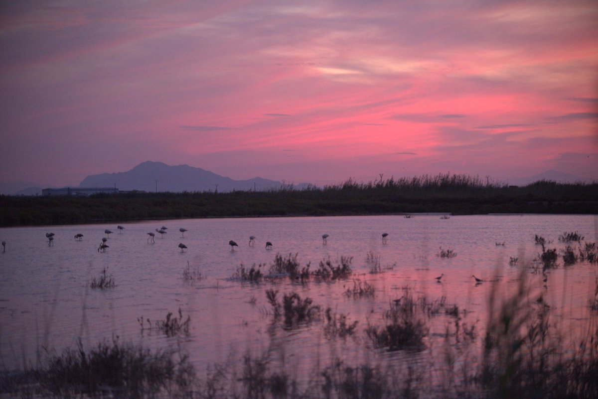 SantaPolaTurism's tweet photo. El Parque Natural de las Salinas de Santa Pola 🌿
🦩Un maravilloso ecosistema que acoge a más de 200 especies de aves distintas y nos regala atardeceres como este 🤩

#parquenatural #salinas #costablanca #birding https://t.co/HksmwpvDRg