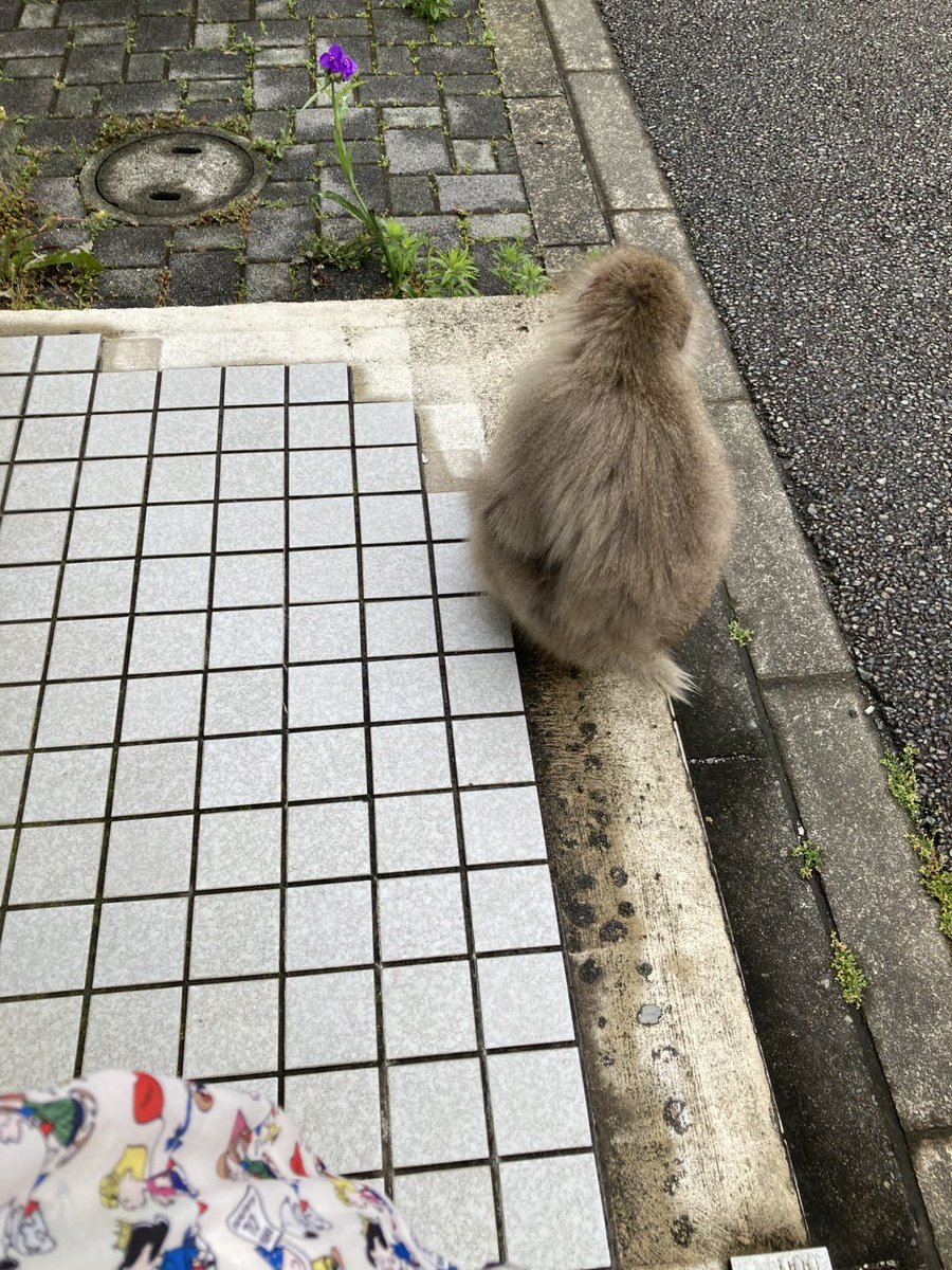 SugarBilly_'s tweet photo. わわわわわ💦
猿が前からやって来た‼️
しかも左手ないやつ😳
有名人見かけた時のリアクションを心の中でしてしまい
動画を急いで撮ろうとしたら
ポンコツすぎたアタシ…😞

だからこれはお友達のだけど
お友達の方が想定外の事が起きていたよ🤭

#左手ない猿
  #相模原市南区
 #人馴れしてる
 #発情 https://t.co/CYrvqdtkER