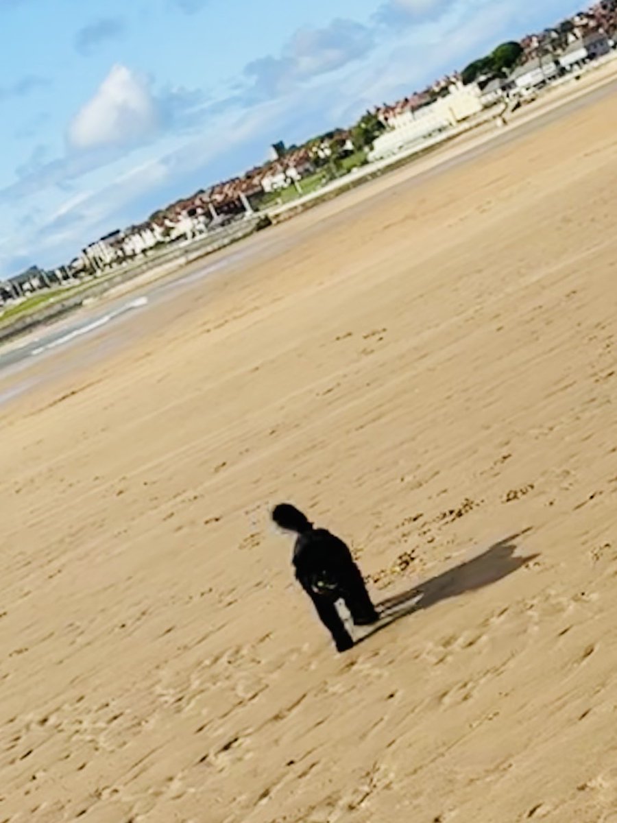 Vera_pooch's tweet image. Spooky windy sand didn’t put me off me sand swimming 🩷
#Vera🐶
#DogsOnX
#TwinsiesOnTwitter
 #Seaburn