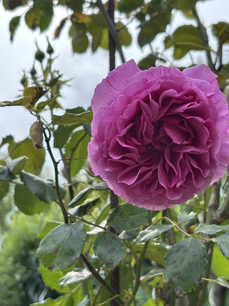 Journée fleurie dans nos jardins familiaux 🌼🌸🌺

L’occasion de souhaiter une bonne fêtes à toutes les mamans 💐🌹🌷