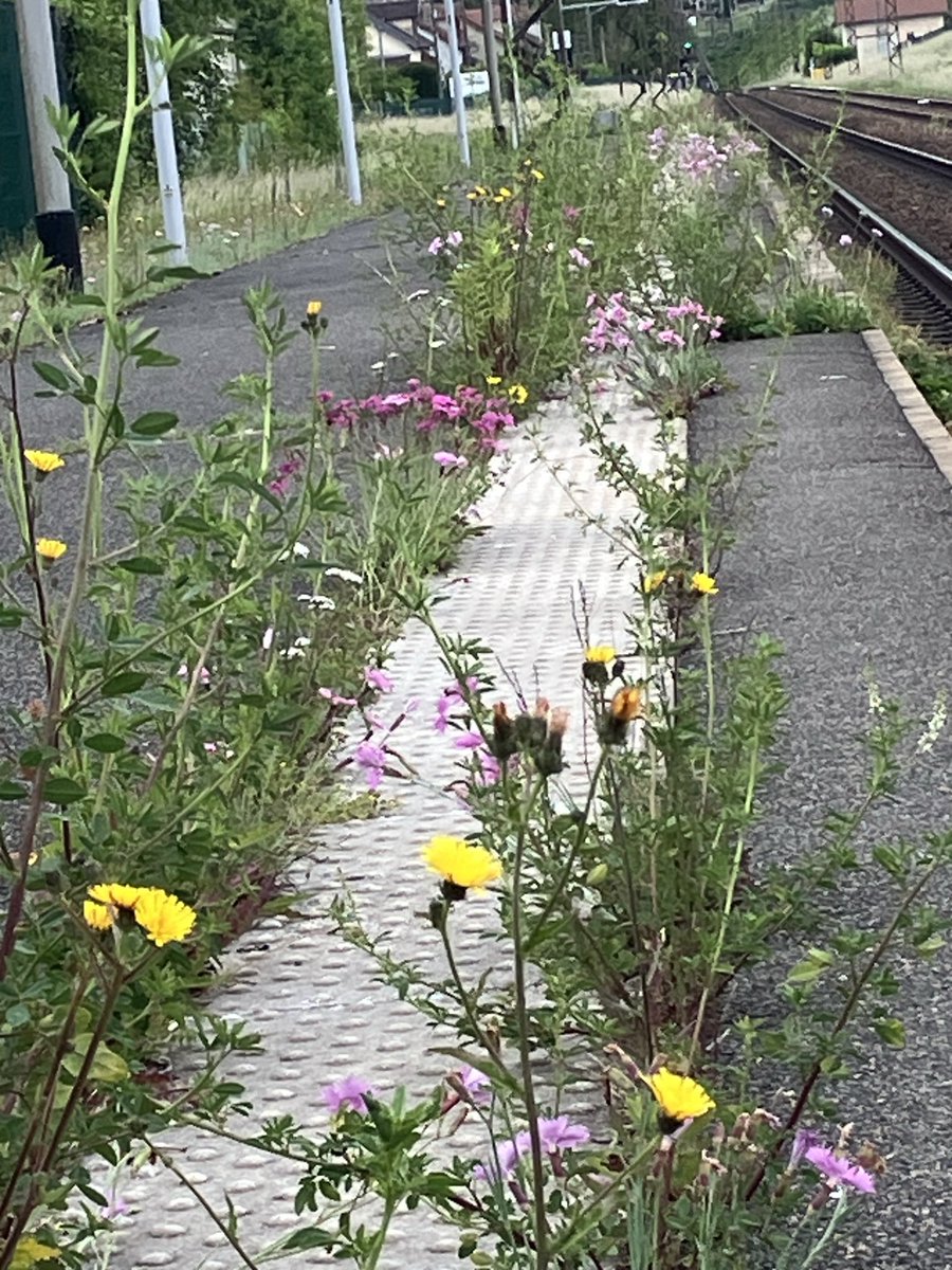 ⁦<a href="/TeamLigneR/">TeamLigneR</a>⁩ ⁦<a href="/LIGNER_SNCF/">Ligne R</a>⁩ Superbes plantations d’œillets mignardise ! Apparemment la bande pododactyle est fertilisante !