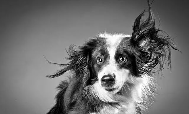 Carli Davidson ( Fotógrafa )

Carli Davidson es una fotógrafa reconocida a nivel internacional, además de una entrenadora de animales. 
En sus fotografías ella es capaz de capturar la personalidad, de los animales, usando sus conocimientos...

lalinternamagicacineyfotografia.com/2024/01/carli-…