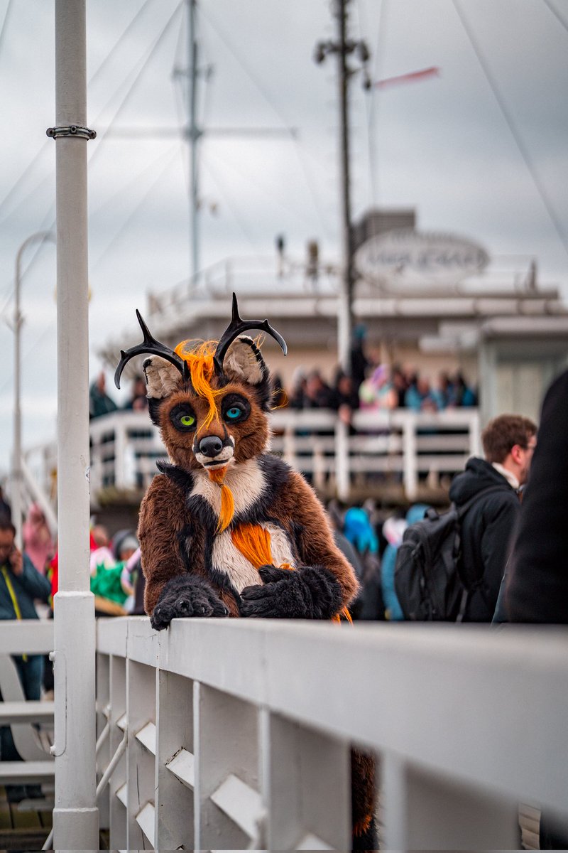 Rough Łapa tweet media