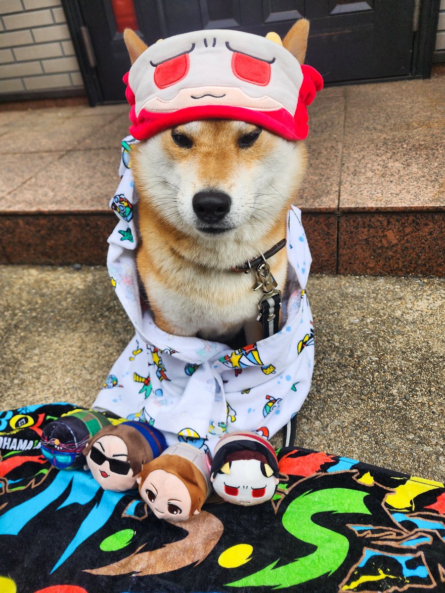 Rai_rairai_'s tweet image. 愛犬にご協力いただいた🐶
#MSSP横アリフォトコン