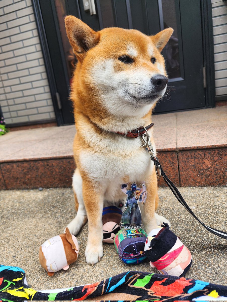 Rai_rairai_'s tweet image. 愛犬にご協力いただいた🐶
#MSSP横アリフォトコン