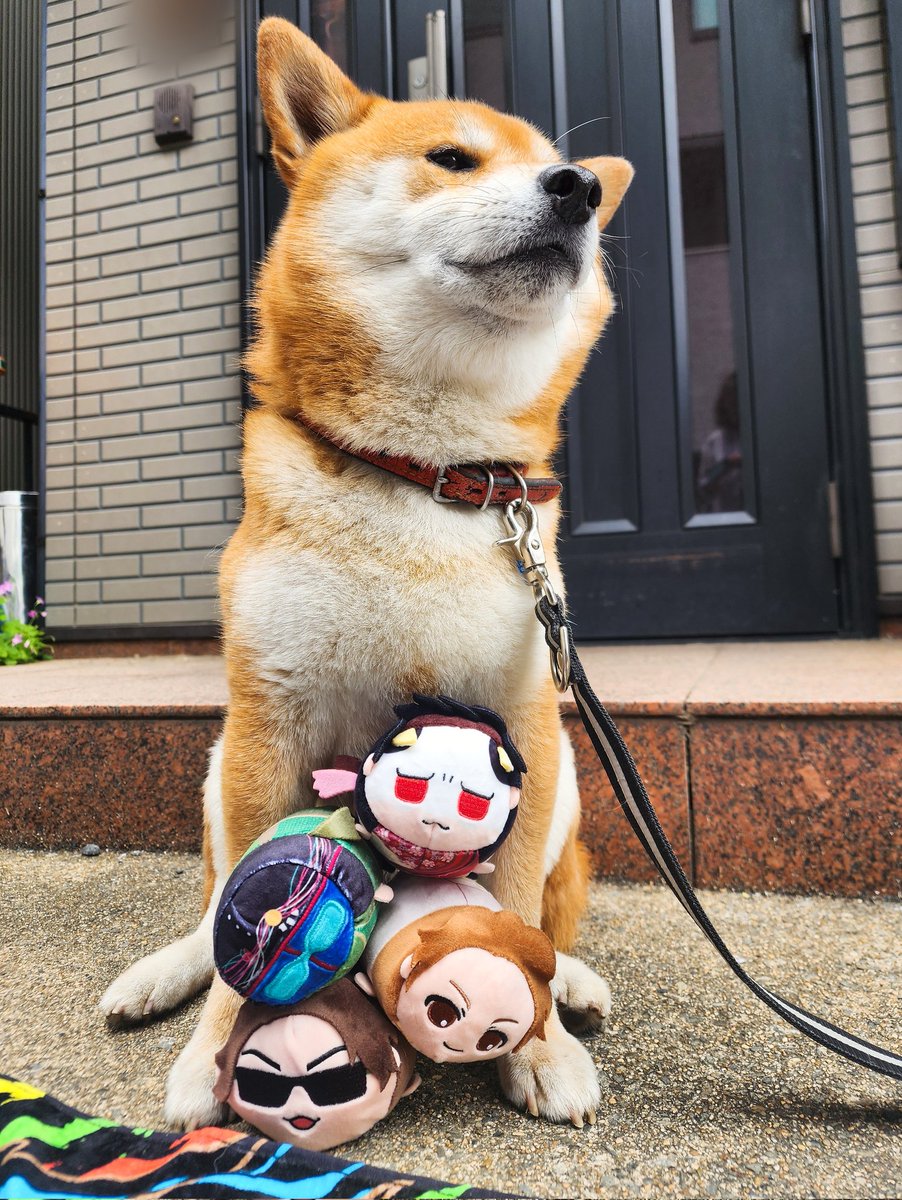 Rai_rairai_'s tweet image. 愛犬にご協力いただいた🐶
#MSSP横アリフォトコン