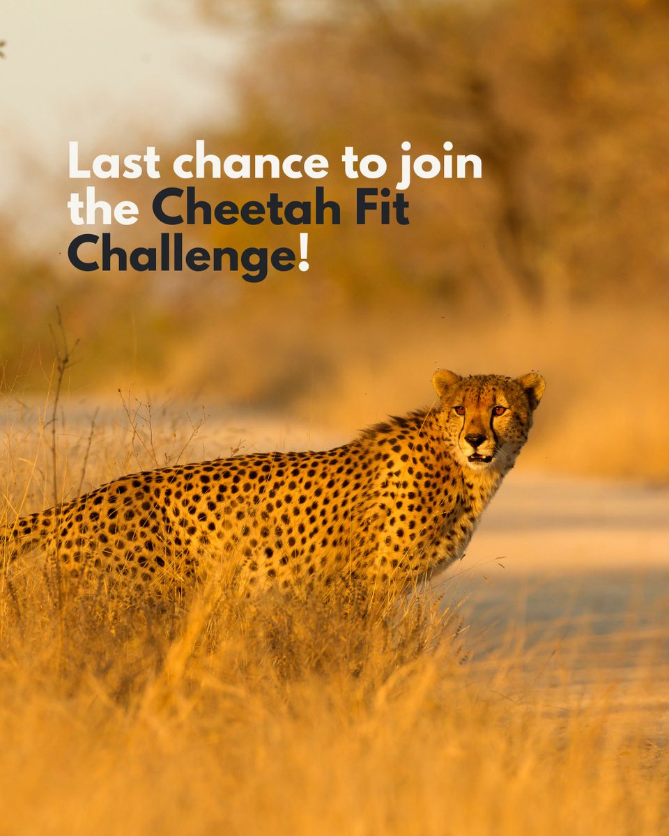 LAST CALL: Cheetah Fit Challenge kicks off TOMORROW! 🚨

This is it! Our incredible challenge starts tomorrow, June 1st, and runs until June 15th. Get ready to walk, run, jump – whatever moves you! Do it solo, with friends, or even with your dog! 🐾

While you get active, you'll