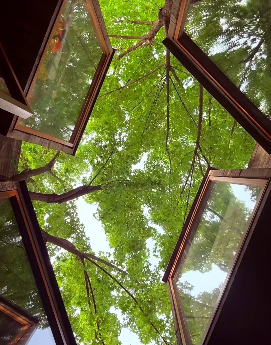MoniqueKat83537's tweet photo. 被绿意包裹住的初夏，何尝不是人生的一大幸福呢～ https://t.co/rtP8VCnWlL