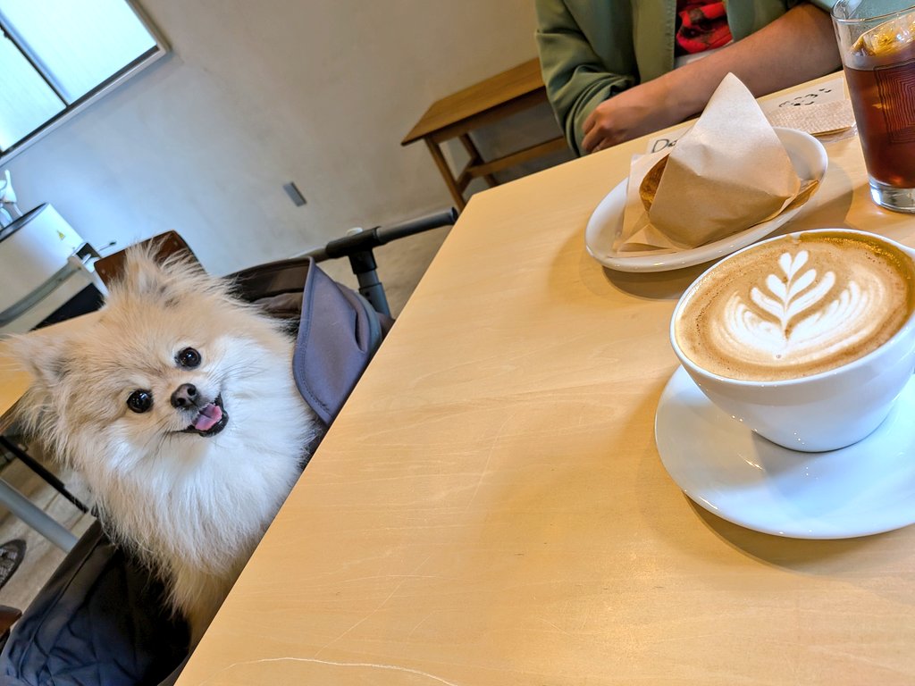 chimaki0922's tweet photo. わんちゃんokのカフェに行って来ました☕
店員さんになでてもらったりおやつもら���たり優しくしてもらいました🐶♥

#ポメラニアン
#いぬのいる暮らし 
#いぬのきも�� https://t.co/Wli951iYm7