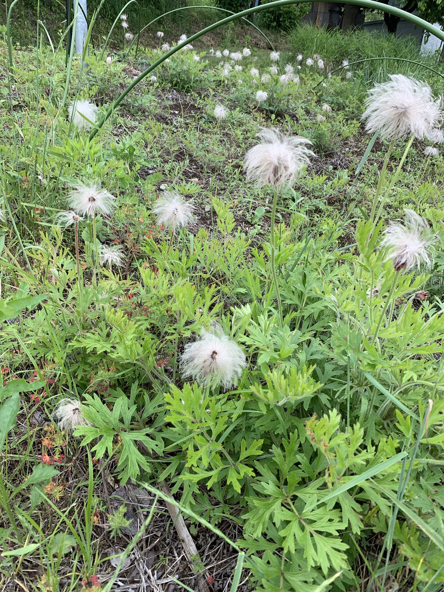 今日は田植えに行ってきました🌾
雨止んで良かった〜🙌
人数が多いと終わるのが早いですね😆

この時期、田畑はいろいろとやることが多くて賑やかです😊

#無農薬　#天然記念物の植物 ？！
