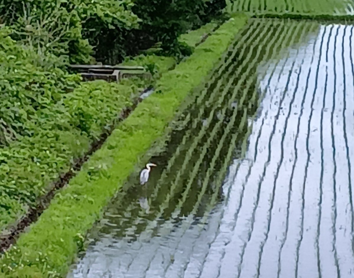 食料自給率を高めるため、農業を保護しなきゃいけない」と農政族はいうけど、そんなもん 大規模化して、法律で縛りを入れたらいい。それより「田舎の環境保全は、すべて農家のボランティアだ」ってこと、あの人達はわかってるのかな？1/4, image size:1199x944