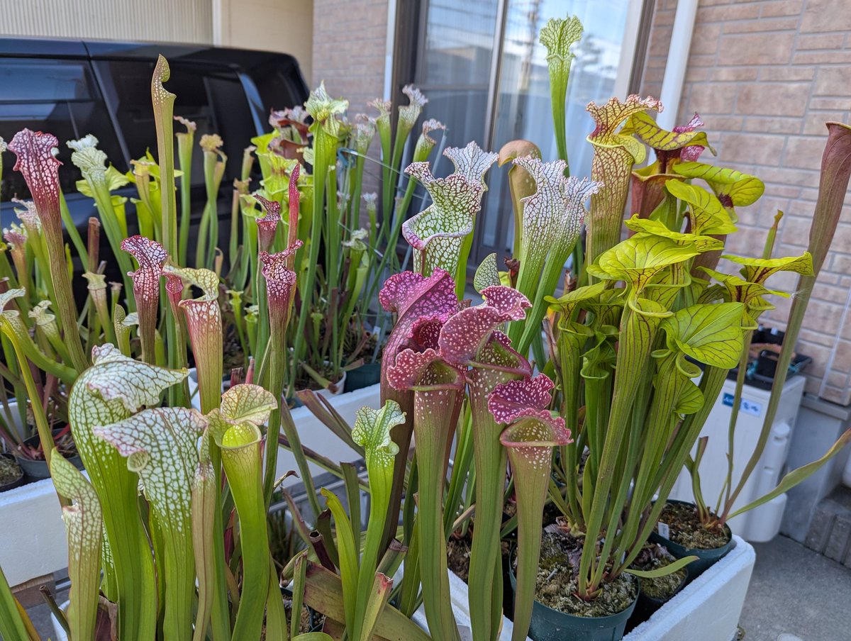 ot73898095's tweet image. いまがみごろ🌱
（写真の加工はありません）

#サラセニア
#Sarracenia