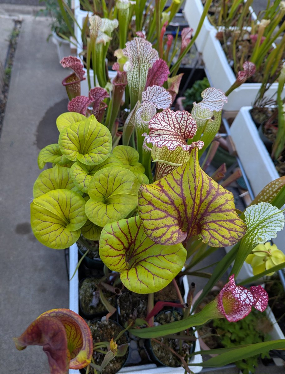 ot73898095's tweet image. いまがみごろ🌱
（写真の加工はありません）

#サラセニア
#Sarracenia
