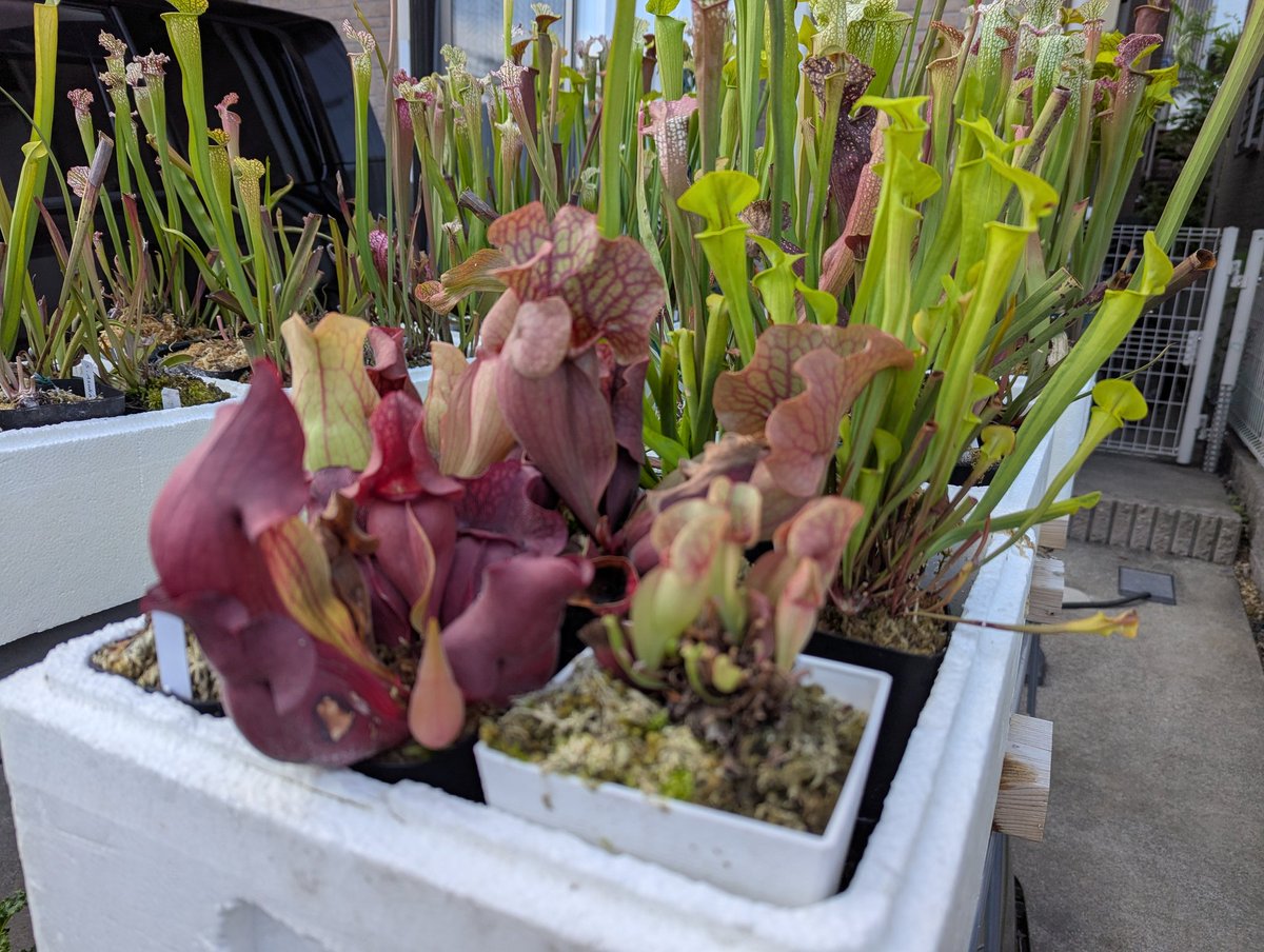 ot73898095's tweet image. いまがみごろ🌱
（写真の加工はありません）

#サラセニア
#Sarracenia