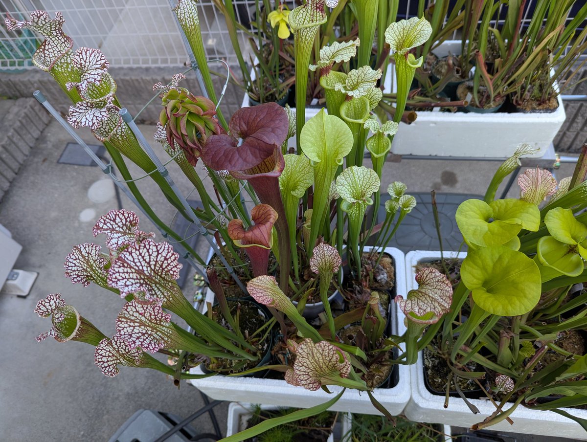 ot73898095's tweet image. いまがみごろ🌱
（写真の加工はありません）

#サラセニア
#Sarracenia