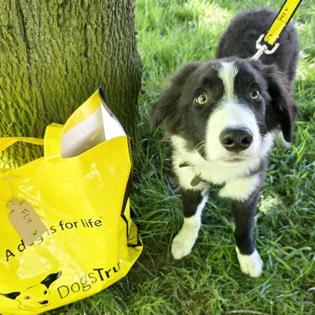 To brighten your day, here's just a few recently adopted dogs and their yellow bags 💛 Did they make you smile? 🥰