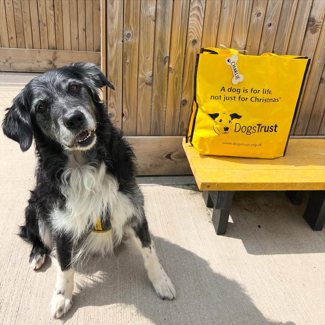 DogsTrust's tweet photo. To brighten your day, here's just a few recently adopted dogs and their yellow bags 💛 Did they make you smile? 🥰 https://t.co/mwfyGLrIxo
