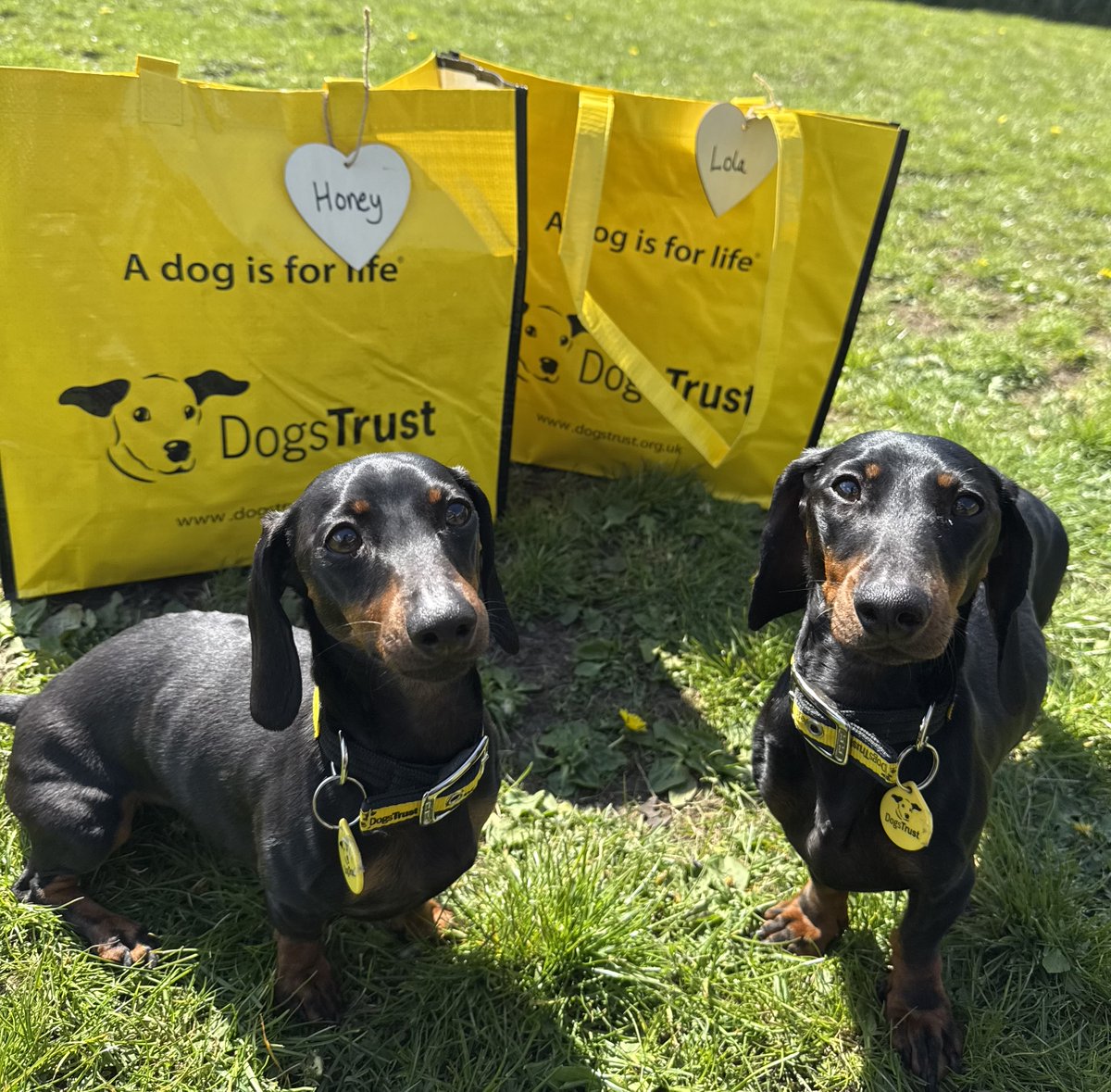 DogsTrust's tweet photo. To brighten your day, here's just a few recently adopted dogs and their yellow bags 💛 Did they make you smile? 🥰 https://t.co/mwfyGLrIxo