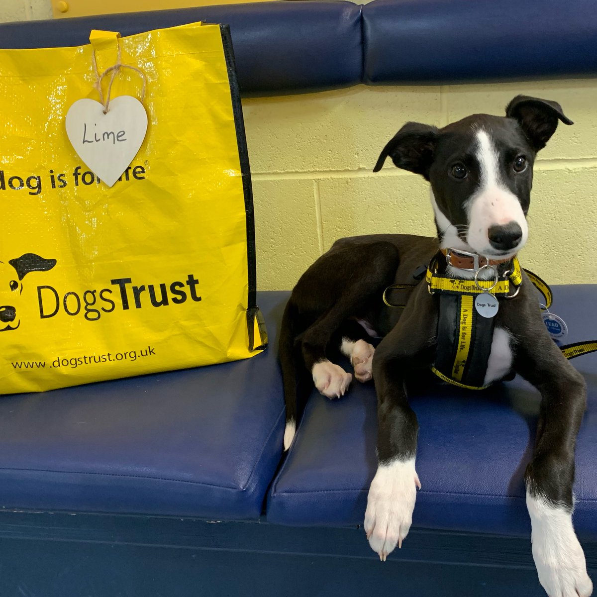DogsTrust's tweet photo. To brighten your day, here's just a few recently adopted dogs and their yellow bags 💛 Did they make you smile? 🥰 https://t.co/mwfyGLrIxo