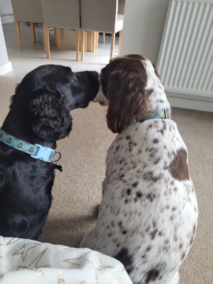 It’s with great sadness we have to report that RPD Moby (nearly 14.5 yrs) has passed. He’ll be greatly missed by his family &amp; especially his bestie Boomer.