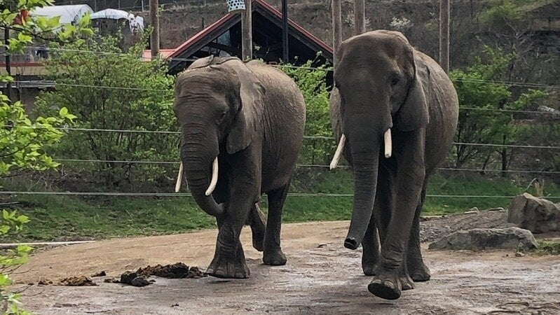 The Pittsburgh Zoo in Pennsylvania, USA is wholly unsuitable for elephants. Sign this petition to help their elephants retire to a suitable sanctuary. 
zurl.co/dx2bv