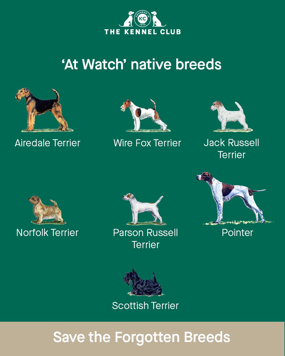 The Kennel Club tweet media