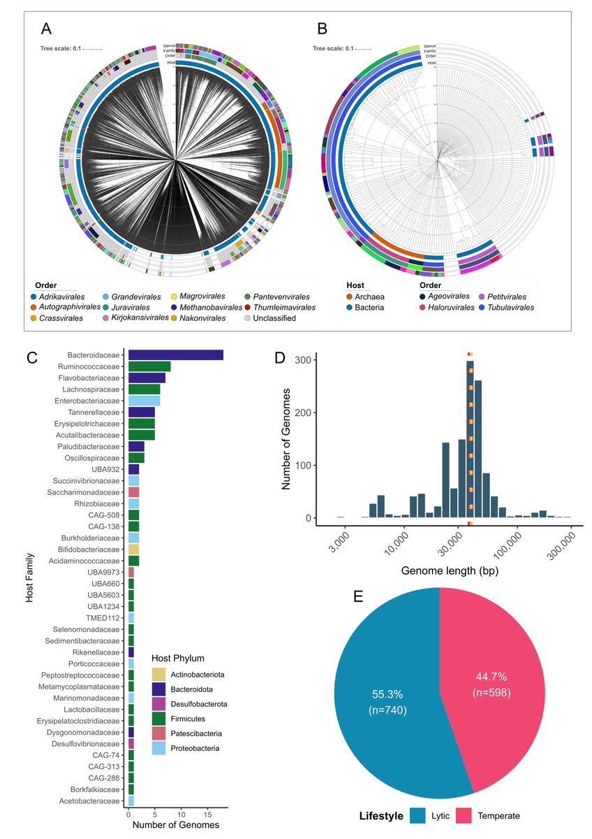 1,338 vOTUs predicted complete. <a href="/milja001/">Andrew millard</a> and I agreed to manually inspect annotations of every single one. I started at the top, he started at the bottom (I think he only did 50 though despite agreeing to do half 💁‍♂️). All of them looked viral in origin, and most were novel 4/13