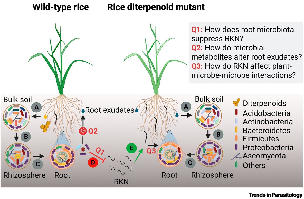 TrendsParasitol's tweet photo. Drs Muzammil Hussain &amp; Holger Heuer highlight Reuben Peters @VestergardMette &amp; colleagues’ article on #rice #diterpenoids rewiring #microbiome to fight #plant-parasitic #nematodes. @JKI_Bund @IowaStateU @AarhusUni_int #Metabolite #Root #Exudate #Holobiont

https://t.co/vtlhBW2ACF https://t.co/QIa9DFBTld