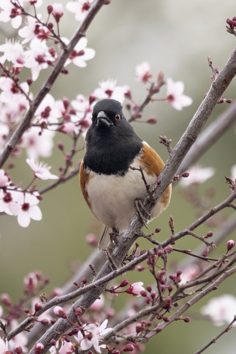 Spotted Towhee, Arizona #birdphotography #BirdsOfTwitter #birdwatching #BBCWildlifePOTD #nature #NaturePhotography #wildlifephotography #wildlife #TwitterNatureCommunity #twitterbirds #BirdTwitter #naturelovers #BirdsSeenIn2025 #BirdsOfX #NatureLovers #natureworld #NatureWonders