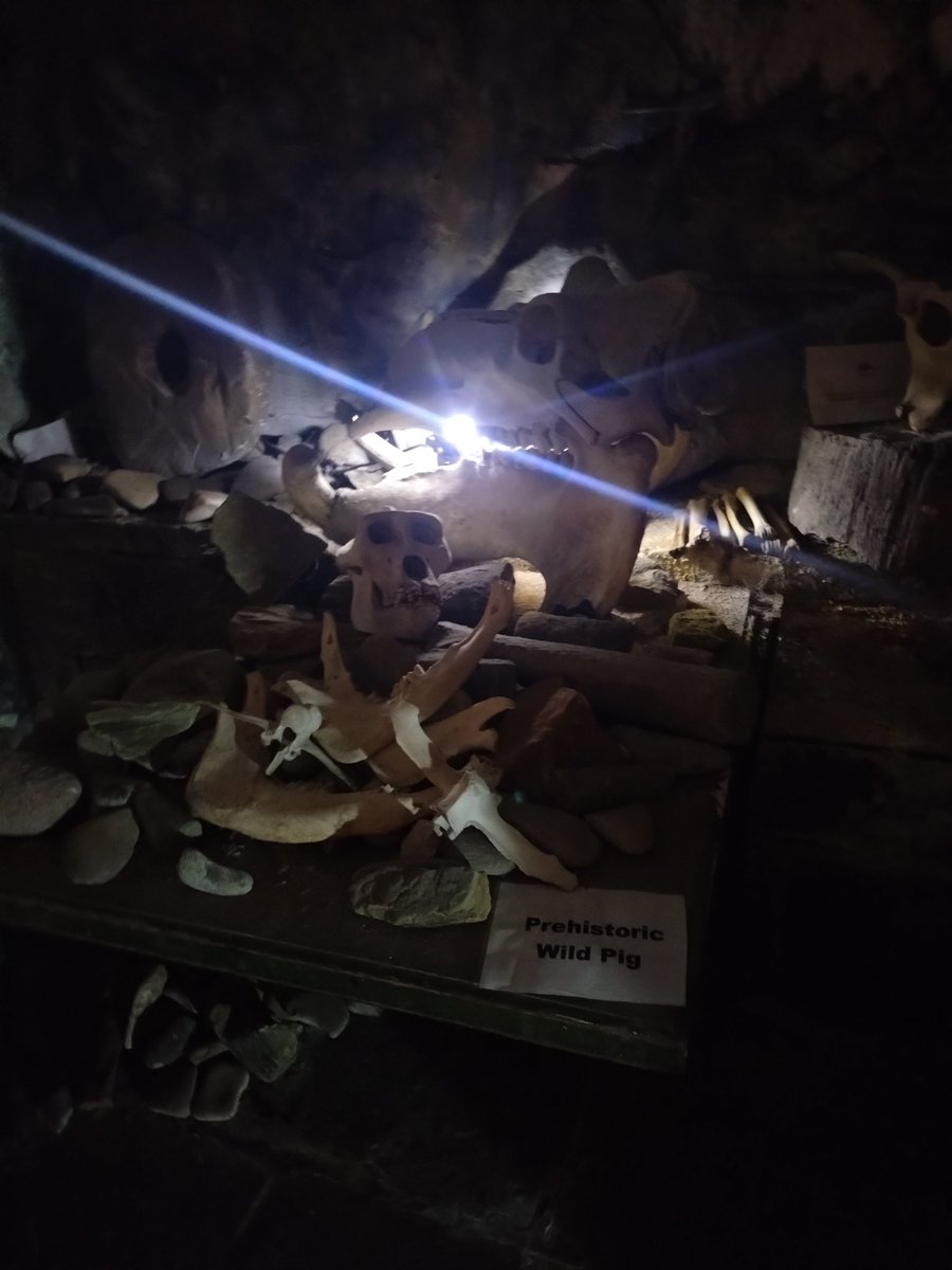 jjwolfeegirl91 Wolf tweet media