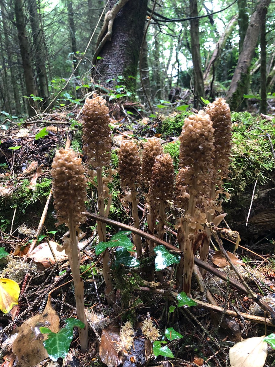 #Biodiversityweek #Birds Nest Orchids #Merlinwoods #Galway #Ireland