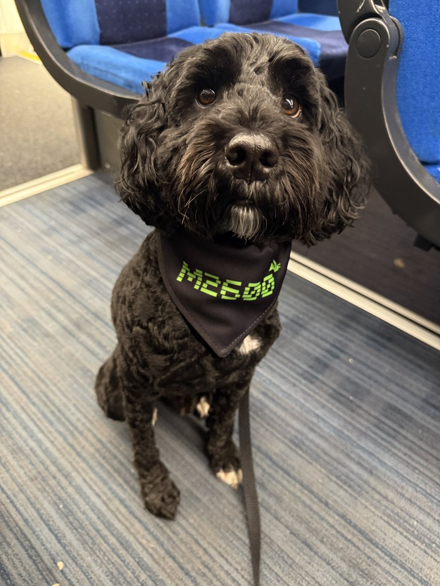Alsa_dat's tweet image. Since joining Manchester 2600 in March, Buddy now chases balls, privilege escalation, and anyone running outdated firewalls.
Today’s walk? A full-blown red team op.
Fetch vulnerability exploited.
No endpoint was safe.
#sundayvibes #doggy #CyberSecurity