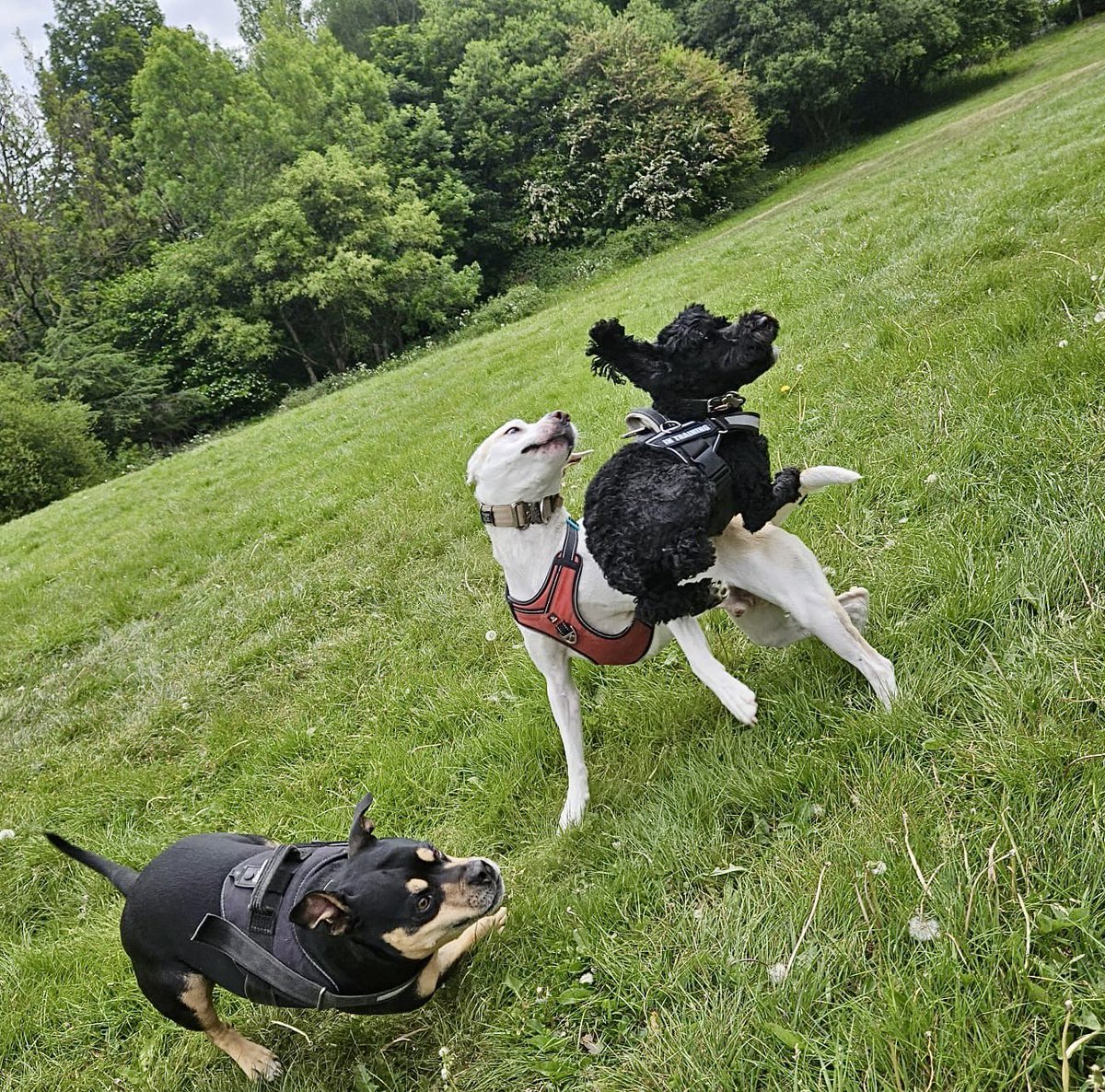 Alsa_dat's tweet image. Since joining Manchester 2600 in March, Buddy now chases balls, privilege escalation, and anyone running outdated firewalls.
Today’s walk? A full-blown red team op.
Fetch vulnerability exploited.
No endpoint was safe.
#sundayvibes #doggy #CyberSecurity