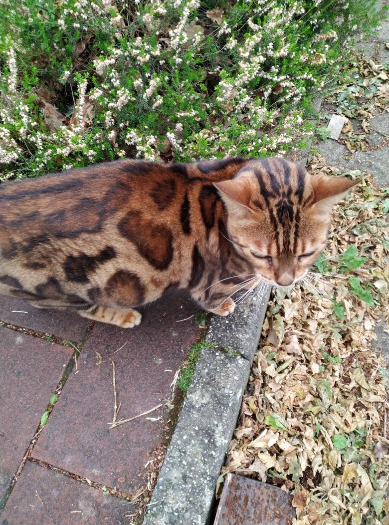 Earthfriend21's tweet photo. #Catsunday ๐ฝ๐โฃ๏ธ https://t.co/j93blP2z3m