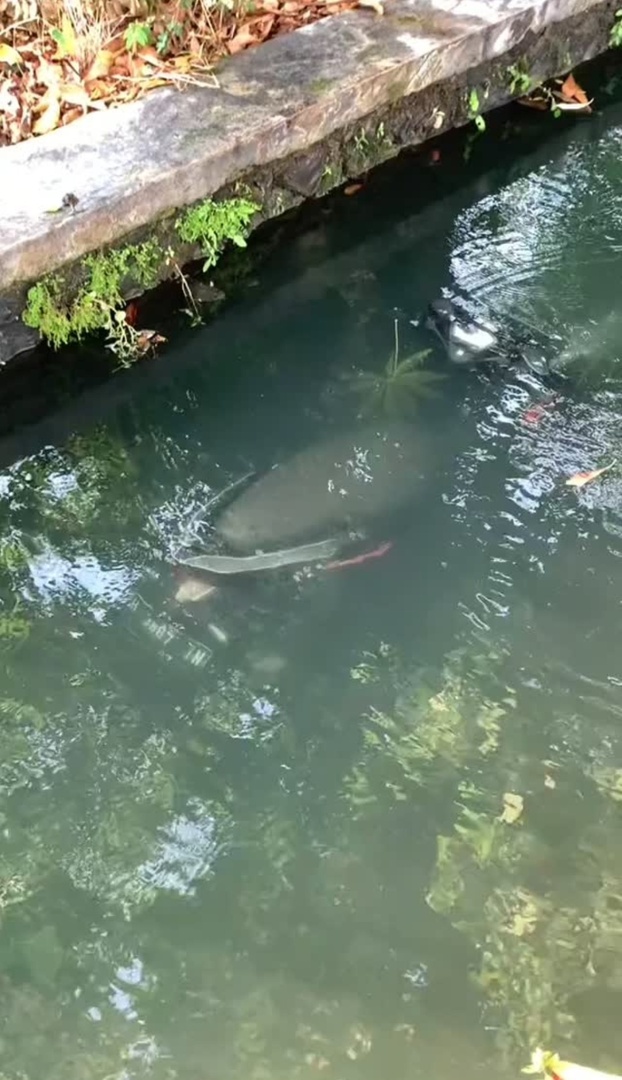 🦈 SUROBOYOFESS 🐊 tweet media