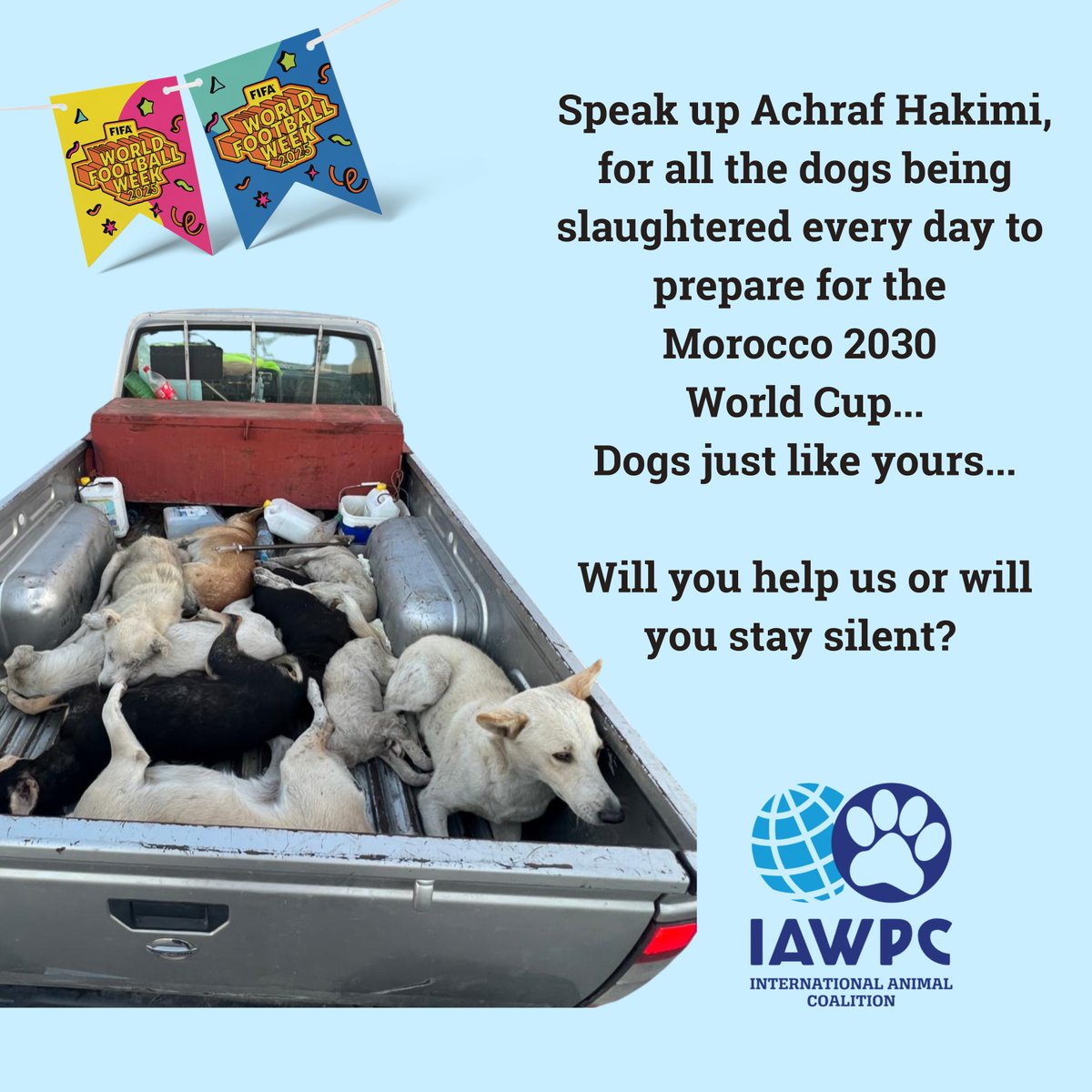 iawpc (@iawpcoalition) on Twitter photo Come on <a href="/AchrafHakimi/">Achraf Hakimi</a> - this World Football Week use your voice to speak up for the World Cup dogs of Morocco! You can make a difference to the lives of dogs just like yours! <a href="/FIFAcom/">FIFA</a> <a href="/FIFAWorldCup/">FIFA World Cup</a> Come on <a href="/AchrafHakimi/">Achraf Hakimi</a> - this World Football Week use your voice to speak up for the World Cup dogs of Morocco! You can make a difference to the lives of dogs just like yours! <a href="/FIFAcom/">FIFA</a> <a href="/FIFAWorldCup/">FIFA World Cup</a>